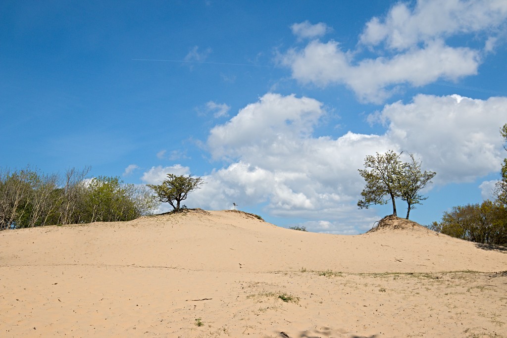 AWD Amsterdamse Waterleidingduinen natuurgebied polder bos vos hert herten damhert duinen zandvoort waterwingebied